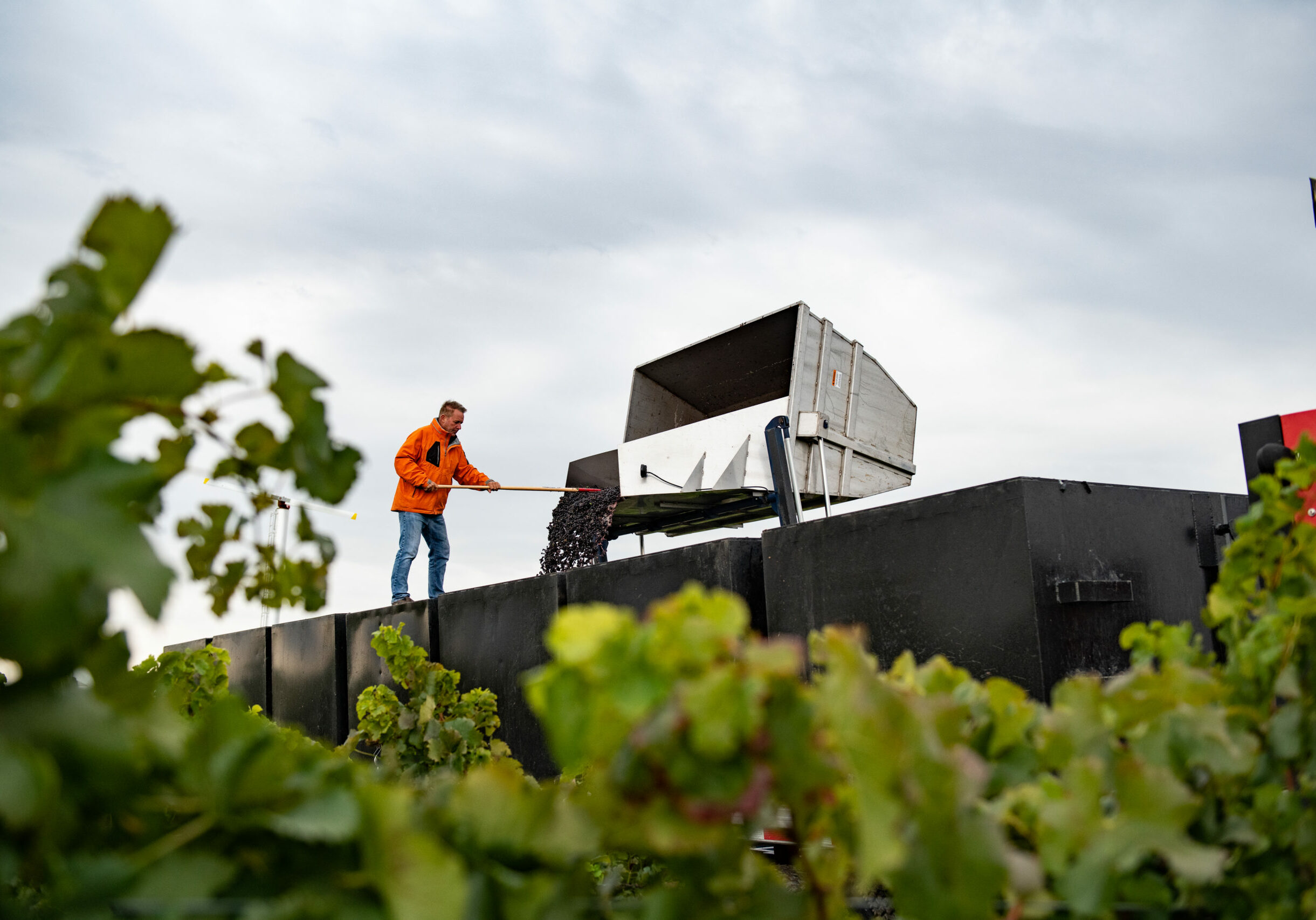 Grapes being unloaded from a truck